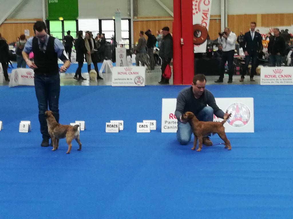 d'Hixa's Stories - Exposition canine Paris Dog Show 06/01/2018
