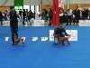  - Exposition canine Paris Dog Show 06/01/2018
