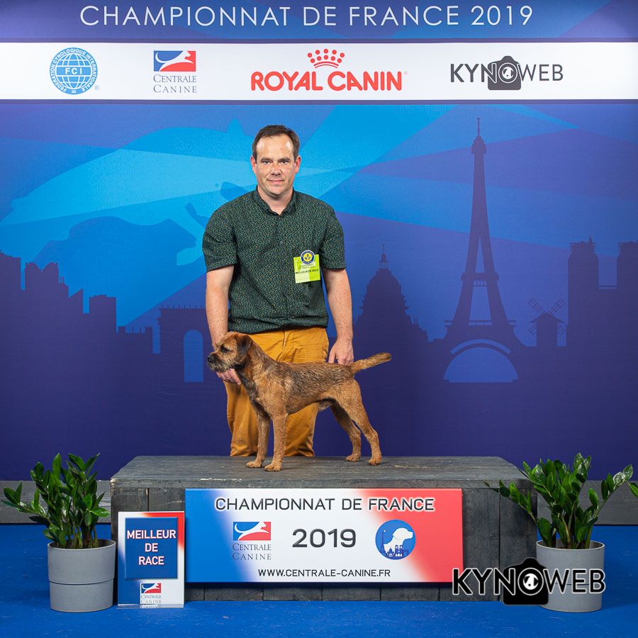 d'Hixa's Stories - First remporte le meilleur des border terrier au championnat de France