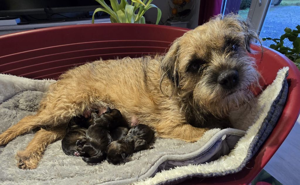 d'Hixa's Stories - Des chiots Border terrier disponibles