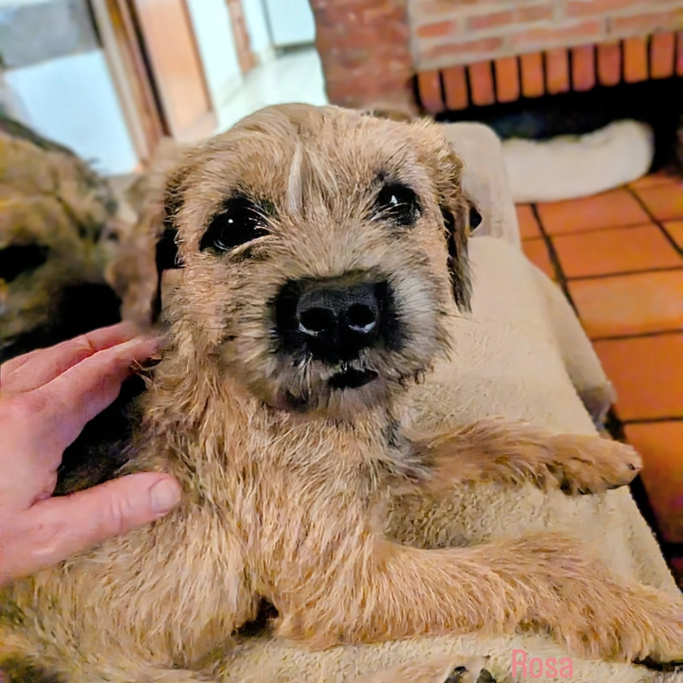 Althea rosea d'Hixa's Stories