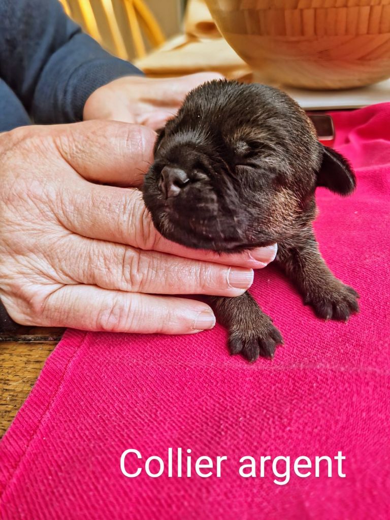 Votre futur Border Terrier vous attend ! Chiots disponibles fin juin