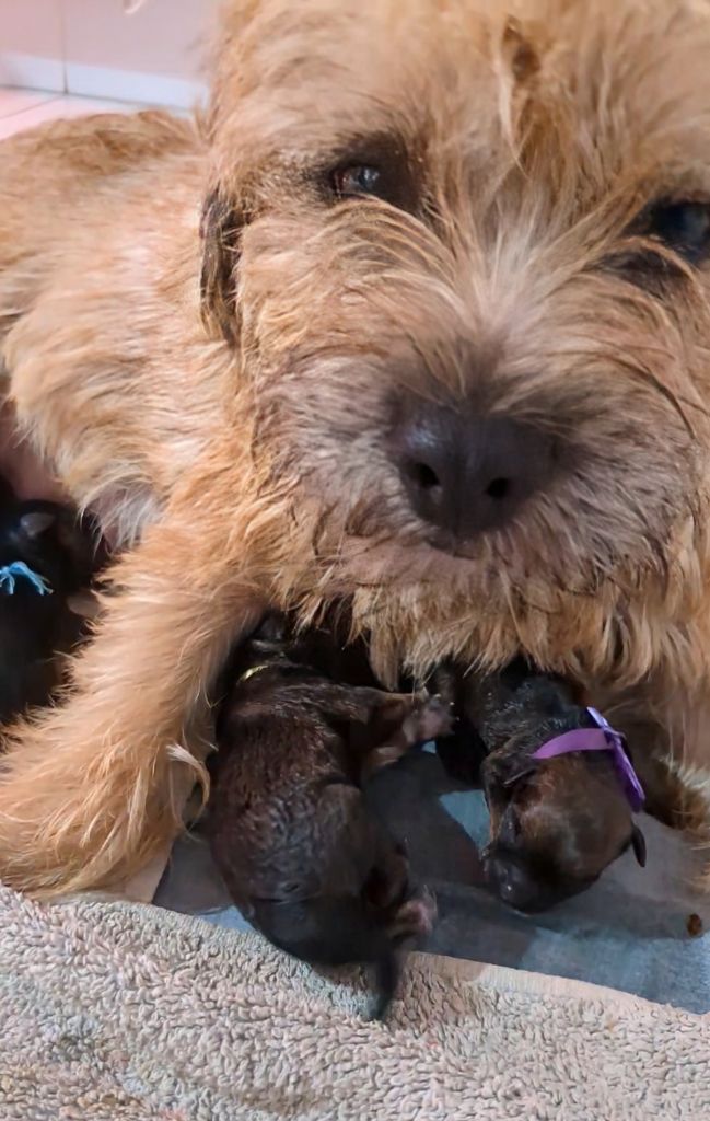 d'Hixa's Stories - Magie d'une naissance : chiots Border Terriers chez D.Hixa s Stories
