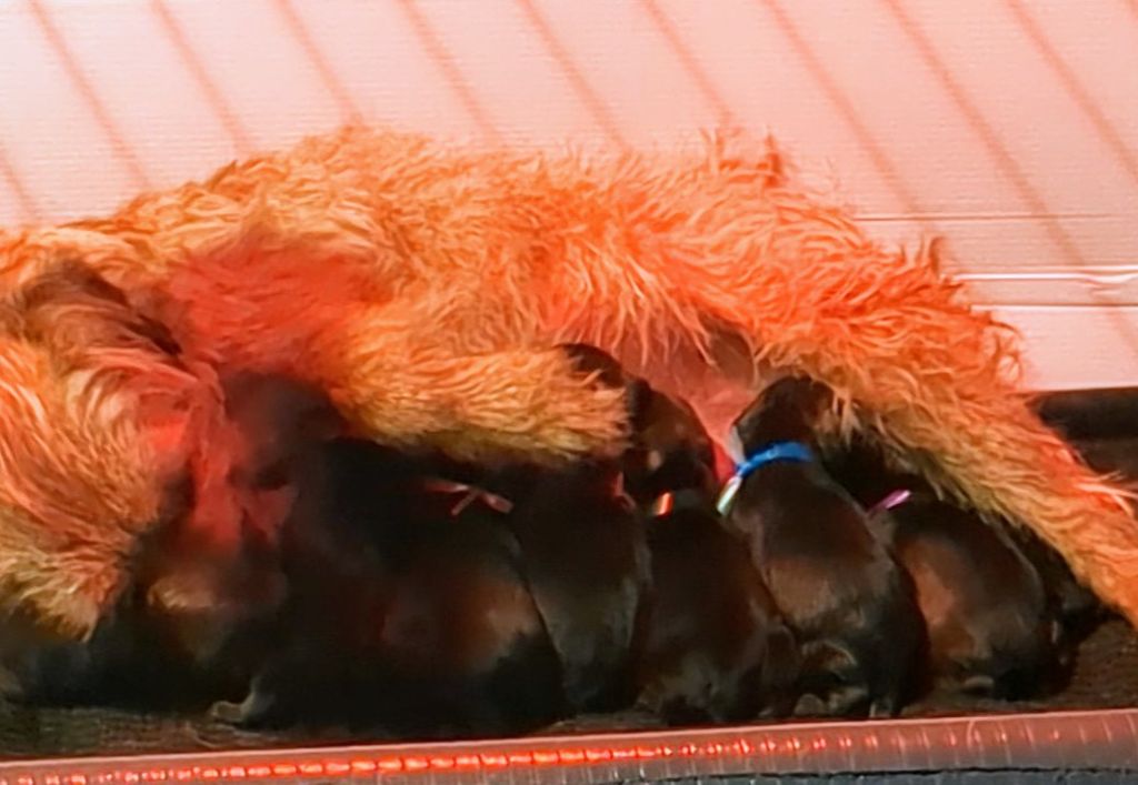 d'Hixa's Stories - Les chiots de Rheia sont nés le 10 mai 2024