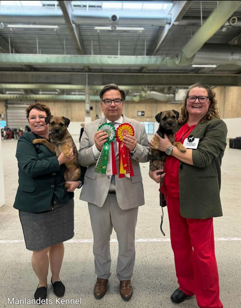 d'Hixa's Stories - Border Terrier : Temptation D Hixa s Stories décroche un nouveau CACIB