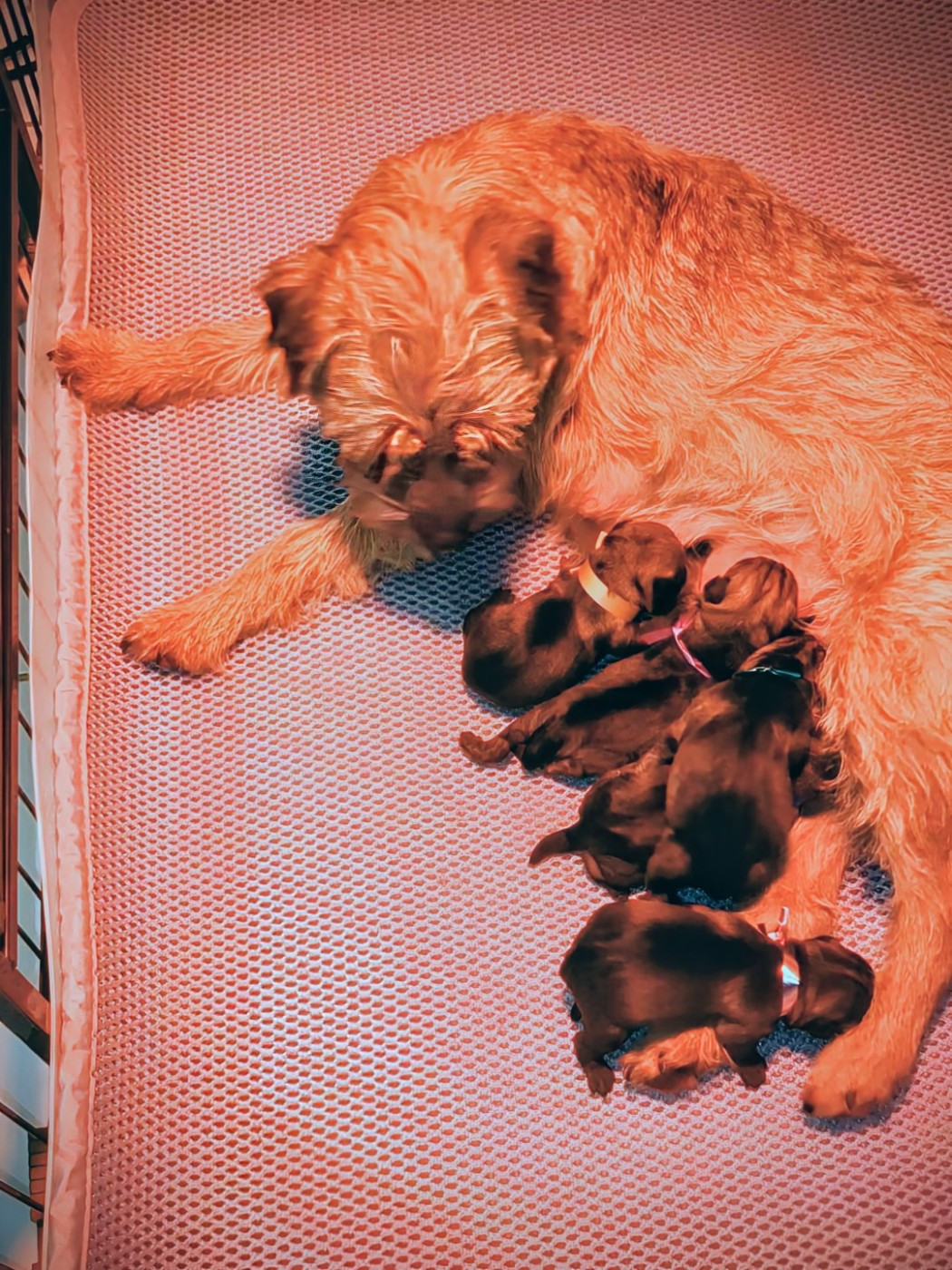 d'Hixa's Stories - Naissance de chiots Border Terriers D Hixa s Stories 22 décembre