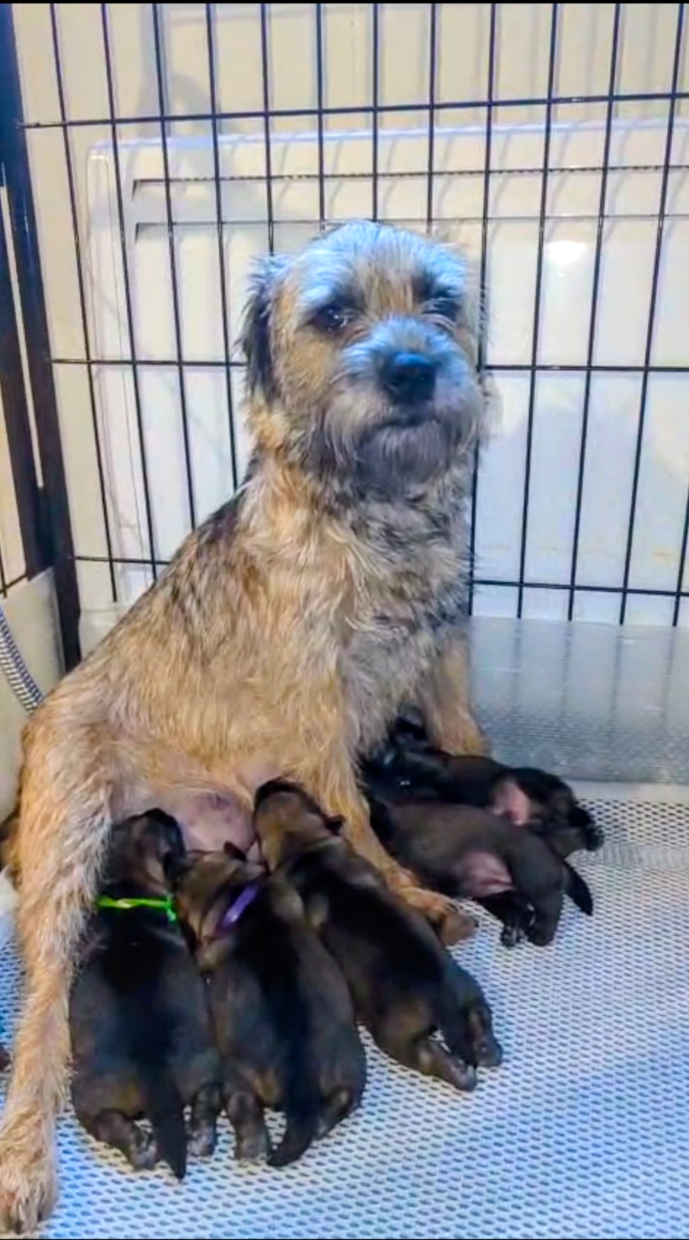 d'Hixa's Stories - Chiots Border Terrier D'Hixa's Stories : 72 h, hors zone critique