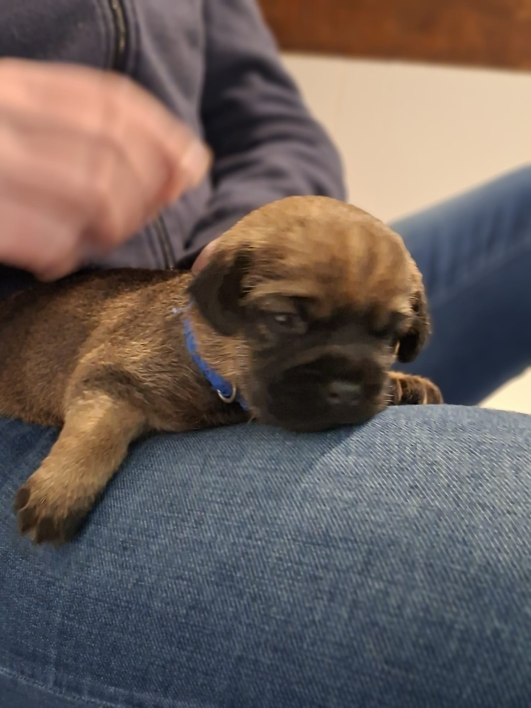 d'Hixa's Stories - Première rencontre avec les adoptants : une étape clé pour les chiots Border Terrier