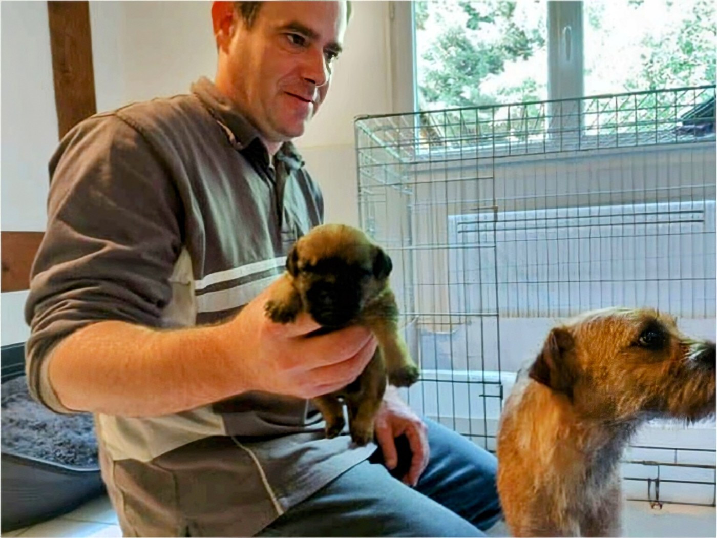 d'Hixa's Stories - N adoptez pas un chiot Border Terrier sans avoir visité l élevage.