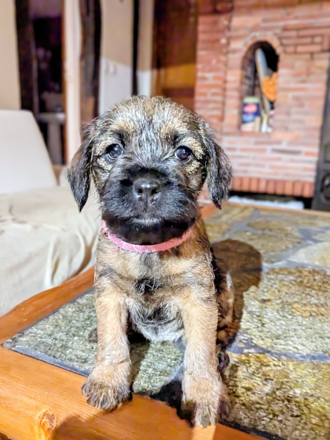 d'Hixa's Stories - Vous avez vu ce chiot border terrier ? C est un D Hixa s Stories