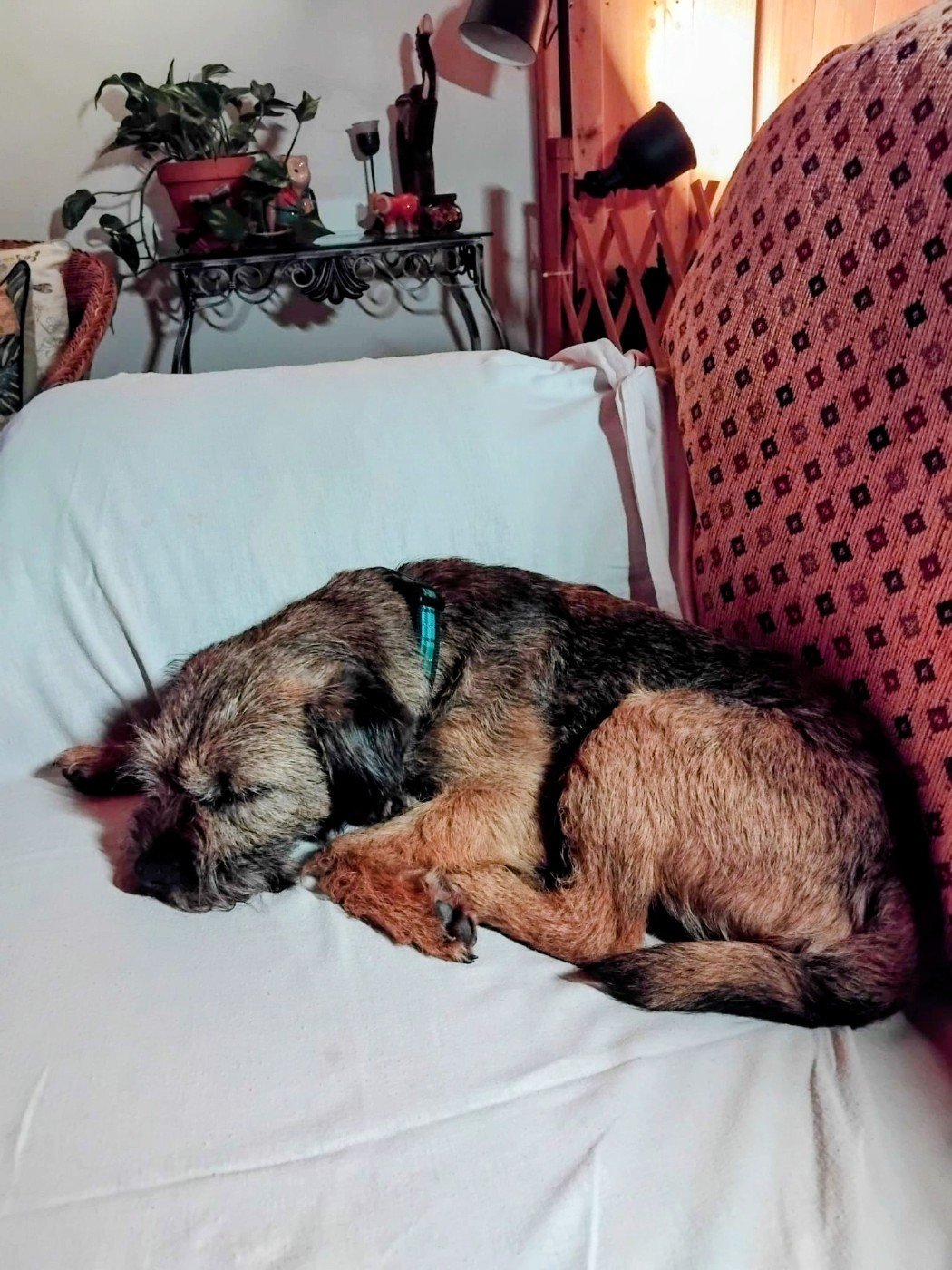 d'Hixa's Stories - Round And Around D Hixa s Stories : Border Terrier LOF fondateur de mon élevage aujourd hui retraité