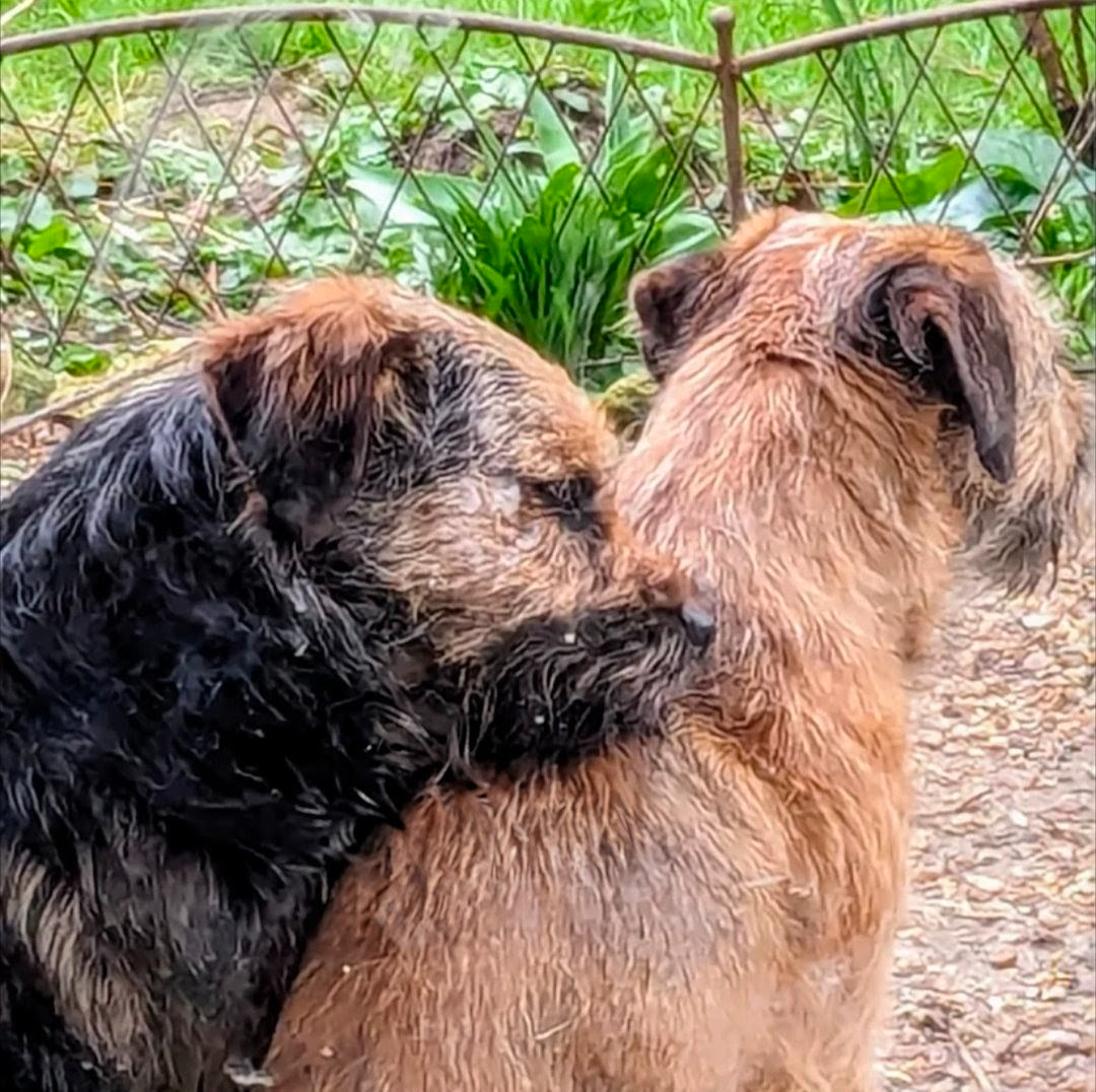 Chiot Border Terrier : faut-il absolument un deuxième chien pour qu il soit heureux ?