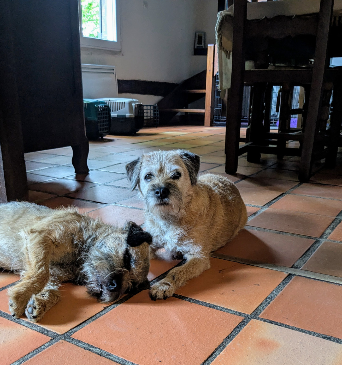 d'Hixa's Stories - Hixa 14 ans : une Border Terrier d exception au c ur de l élevage D Hixa s Stories