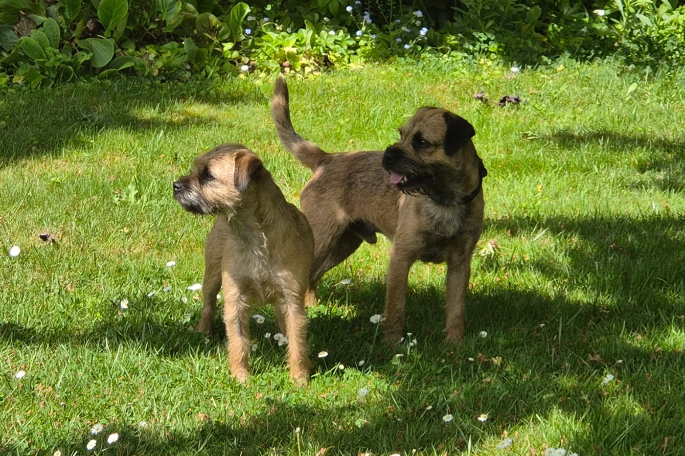d'Hixa's Stories - 🐾 Future portée de chiots Border Terrier chez D Hixa s Stories 🐾