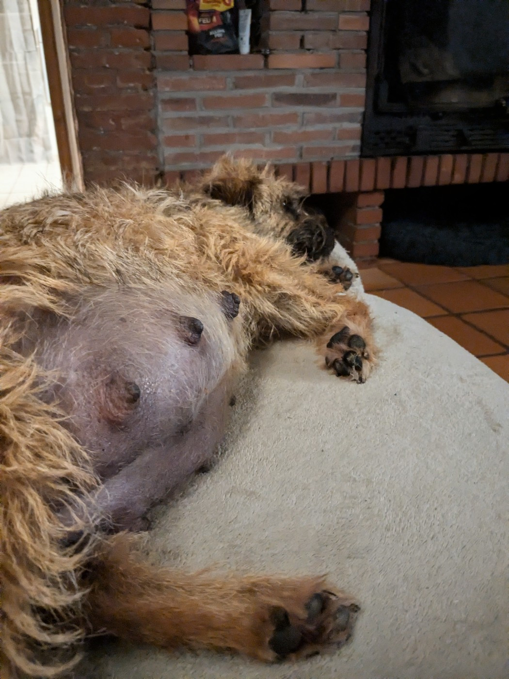 🐾 Radiographie de gestation chez le Border Terrier : l'attente avant l'arrivée des futurs chiots D'Hixa's Stories