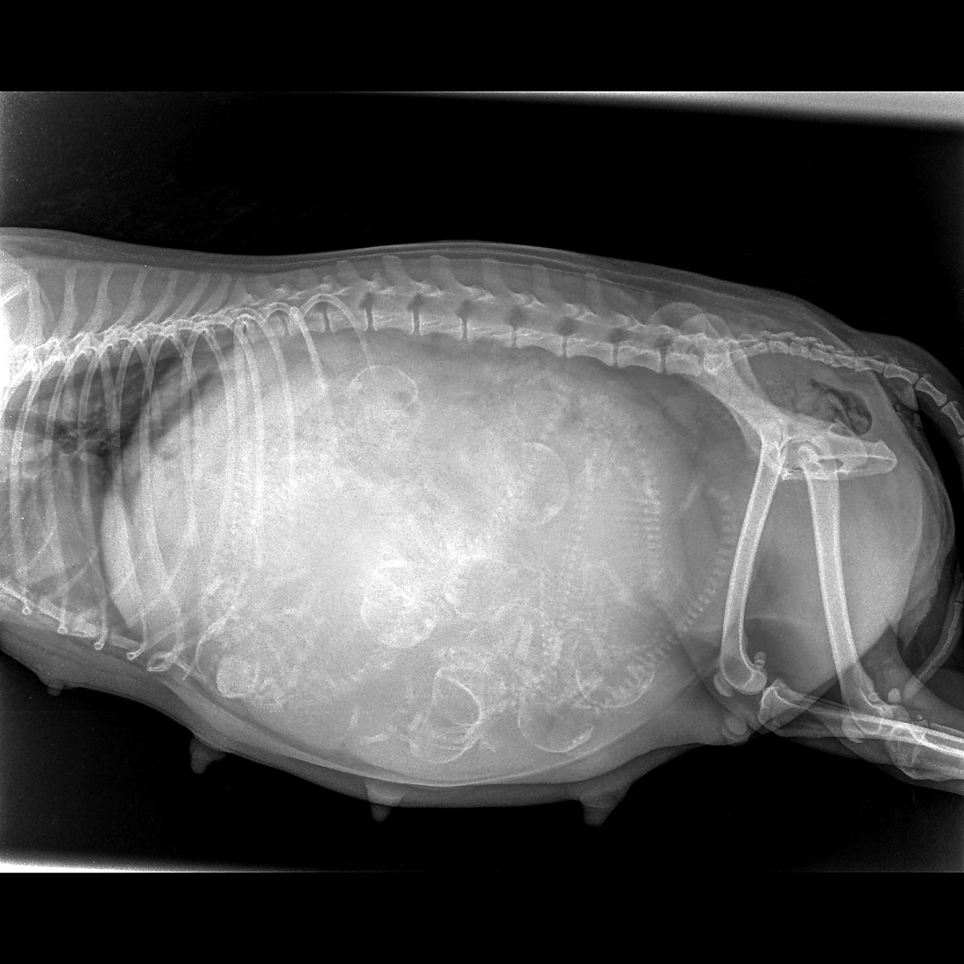  🐾 Radiographie de gestation réalisée ce jour pour Urka D'Hixa's Stories.