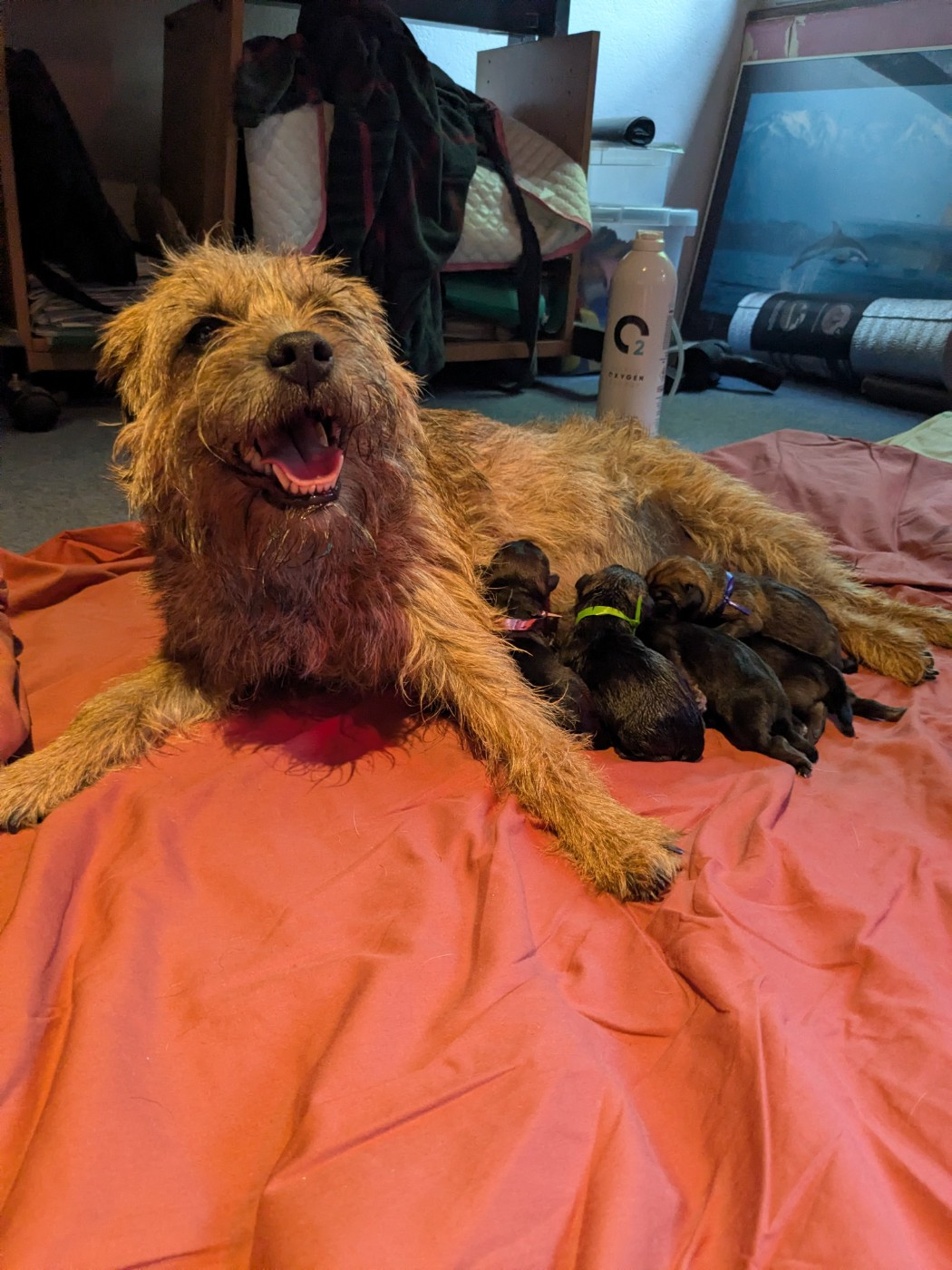 d'Hixa's Stories - ❤ La dernière portée d Urka D Hixa s Stories : neuf petits Border Terriers porteurs d un précieux héritage