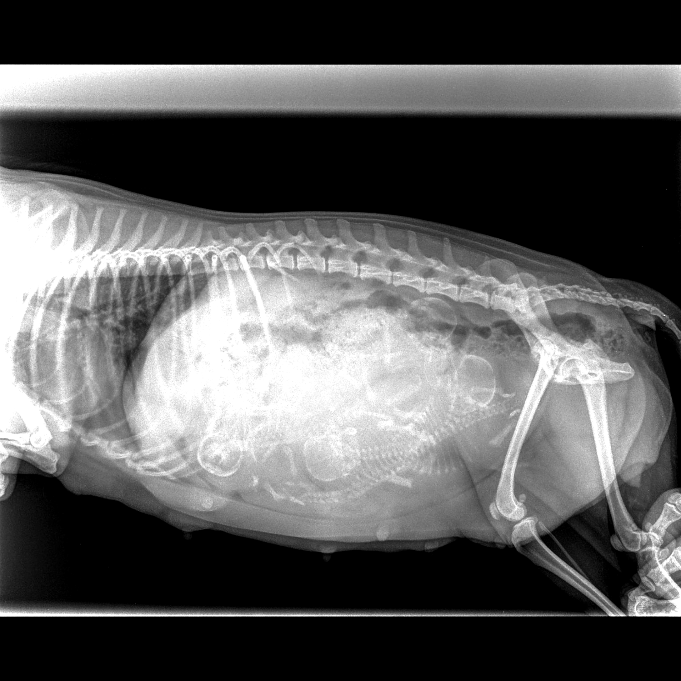 Vilma attend 4 border terrier D'Hixa's Stories.