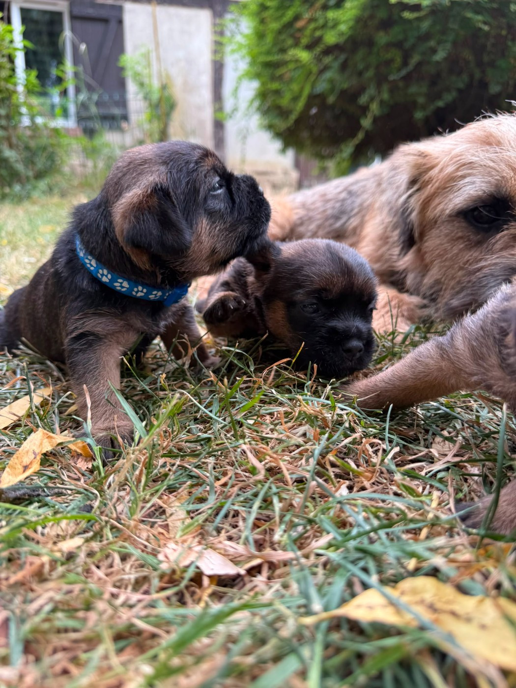 d'Hixa's Stories - 🐾 Deux jeunes mâles Border Terrier disponibles à l'adoption