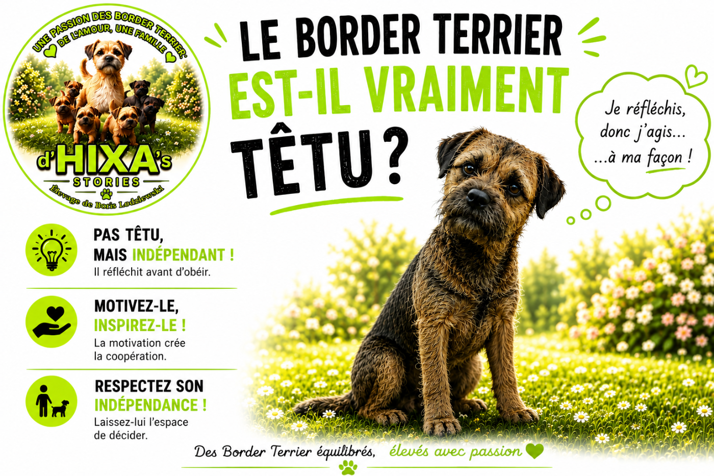 🐾 Le Border Terrier est-il vraiment têtu ? Ou est-ce une idée reçue ?