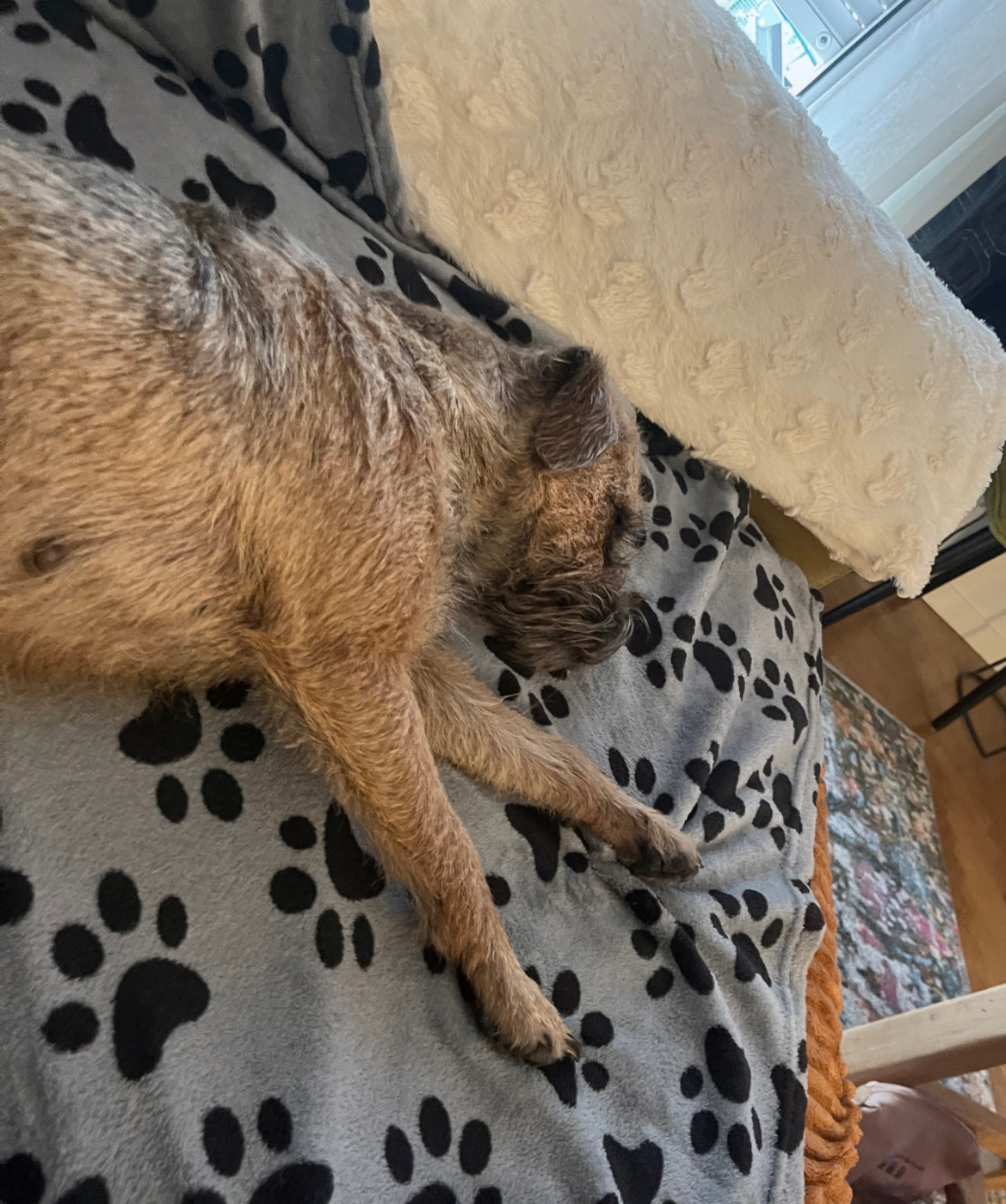 Retraite d un Border Terrier d élevage : pourquoi Urka quitte D Hixa s Stories à seulement 3 ans et 8 mois ?