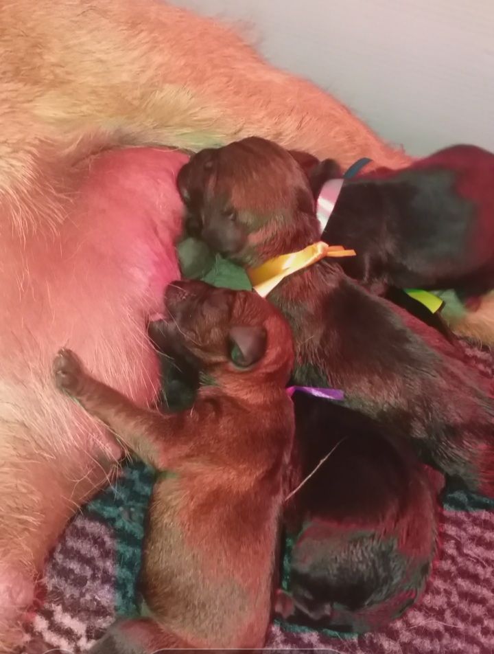 d'Hixa's Stories - Les chiots de Sakti et Round sont nés