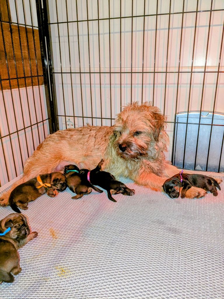 d'Hixa's Stories - Luana a donné naissance à cinq chiots border terrier