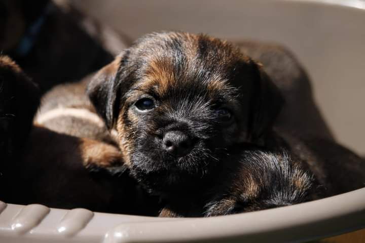 d'Hixa's Stories - Les chiots ont 4 semaines