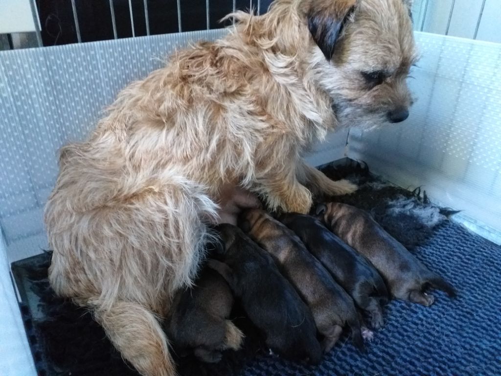 d'Hixa's Stories - Les chiots sont nés le 4 août.