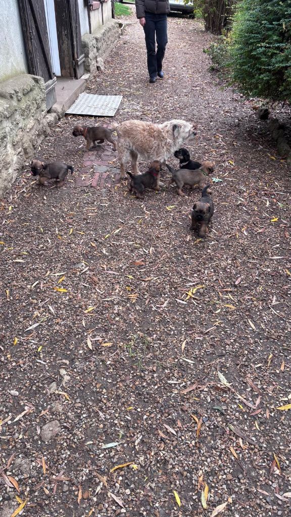d'Hixa's Stories - Premières explorations dans le jardin : essentiel vers l équilibre