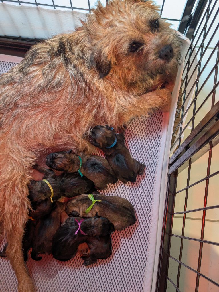 d'Hixa's Stories - Naissance de 8 chiots Border Terriers fauve chez D?Hixa?s Stories