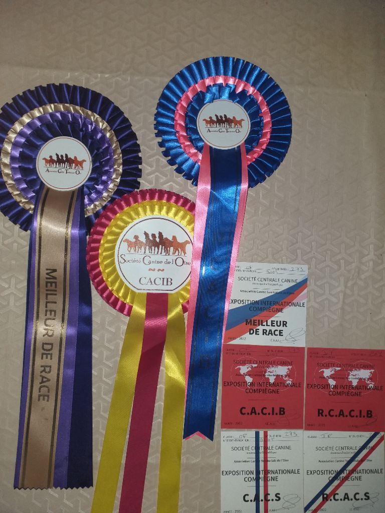 d'Hixa's Stories - Des superbes résultats à l'exposition internationale de Compiègne