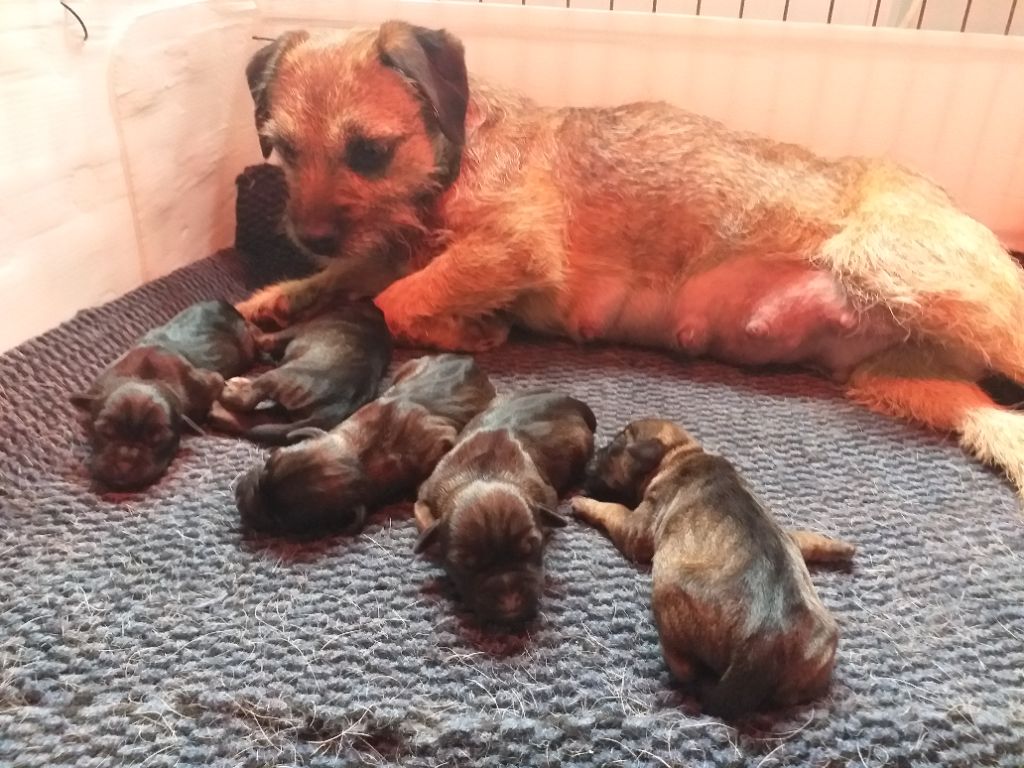 d'Hixa's Stories - Les chiots de Eli sont nés