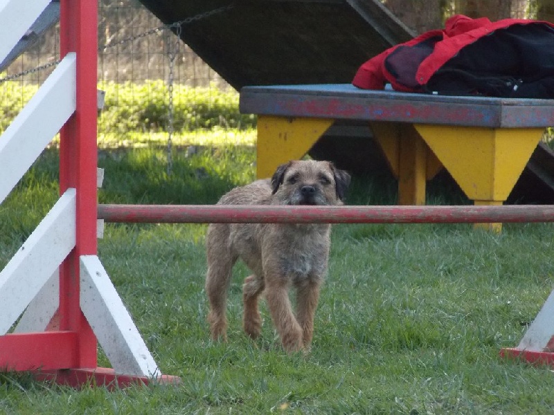 stage agility Bresles(oise) ce dimanche 10/04/ 2016