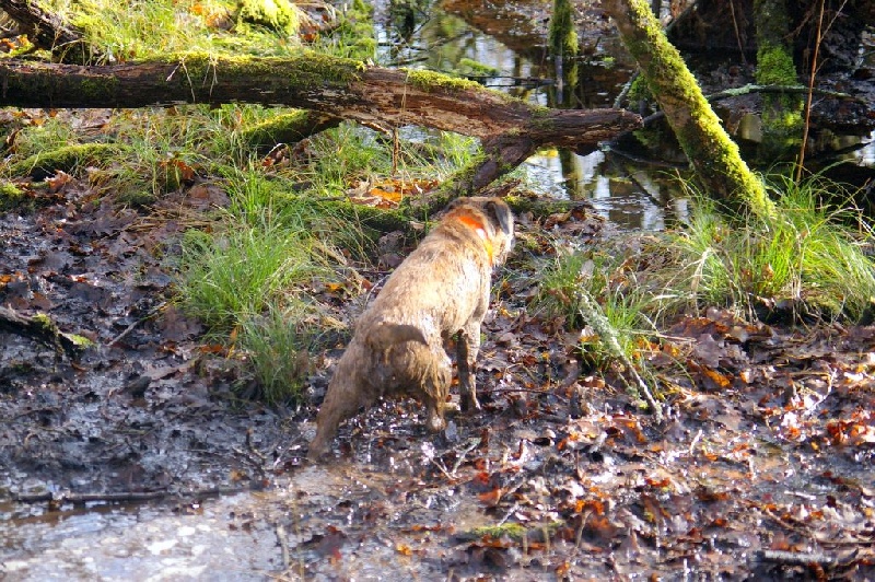 chasse