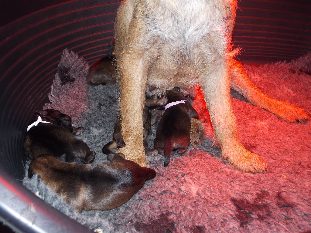 Chiots Hixa x Willem 3 mâles et 3 femelles 14/11/2017
