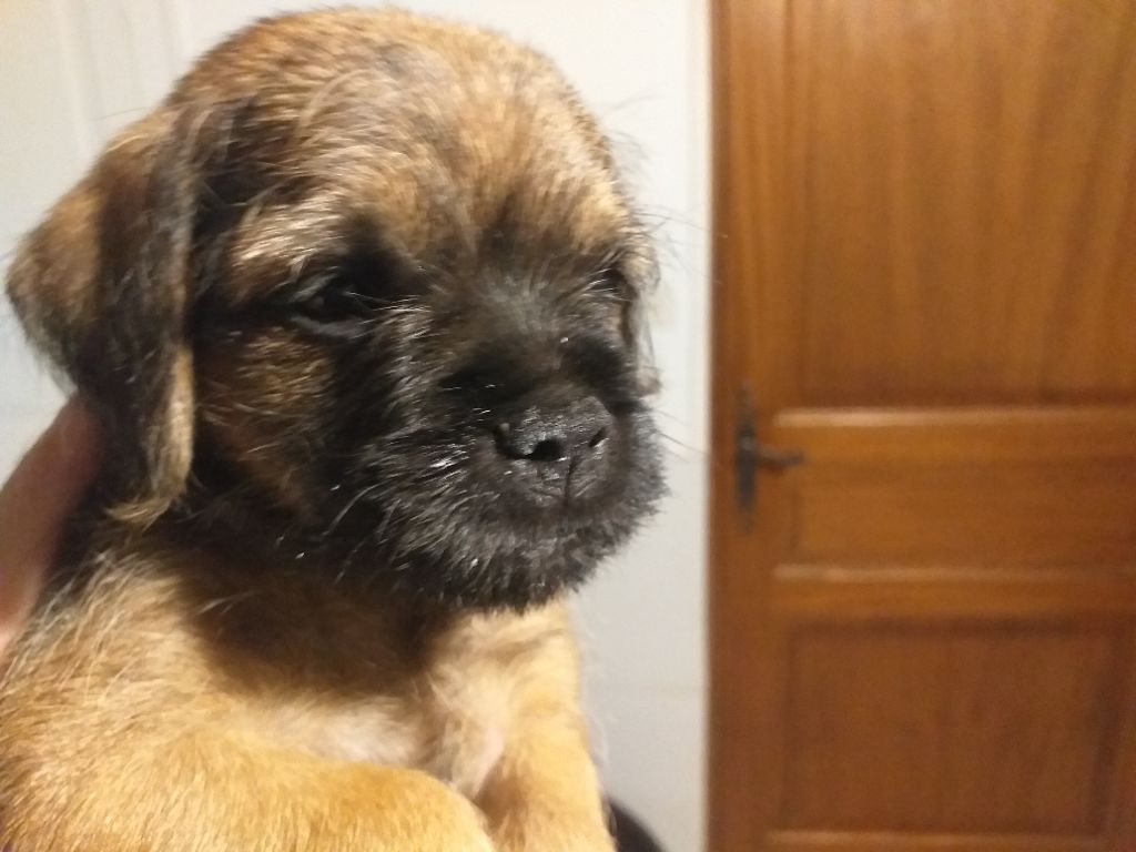 d'Hixa's Stories - Border Terrier - Portée née le 24/07/2021