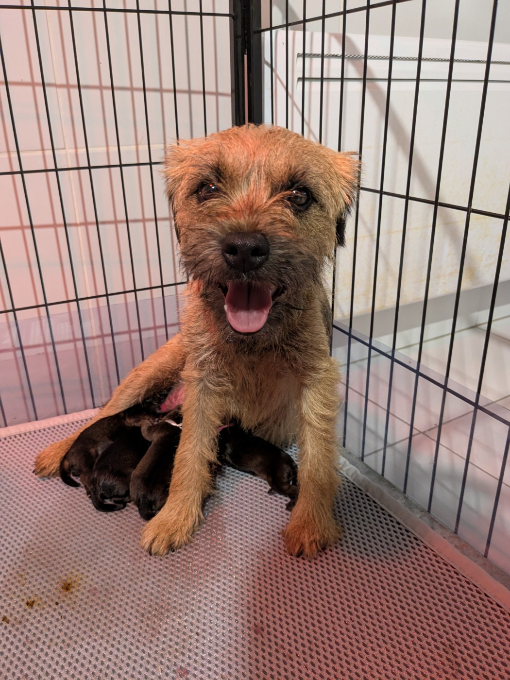 d'Hixa's Stories - Chiots disponibles - Border Terrier