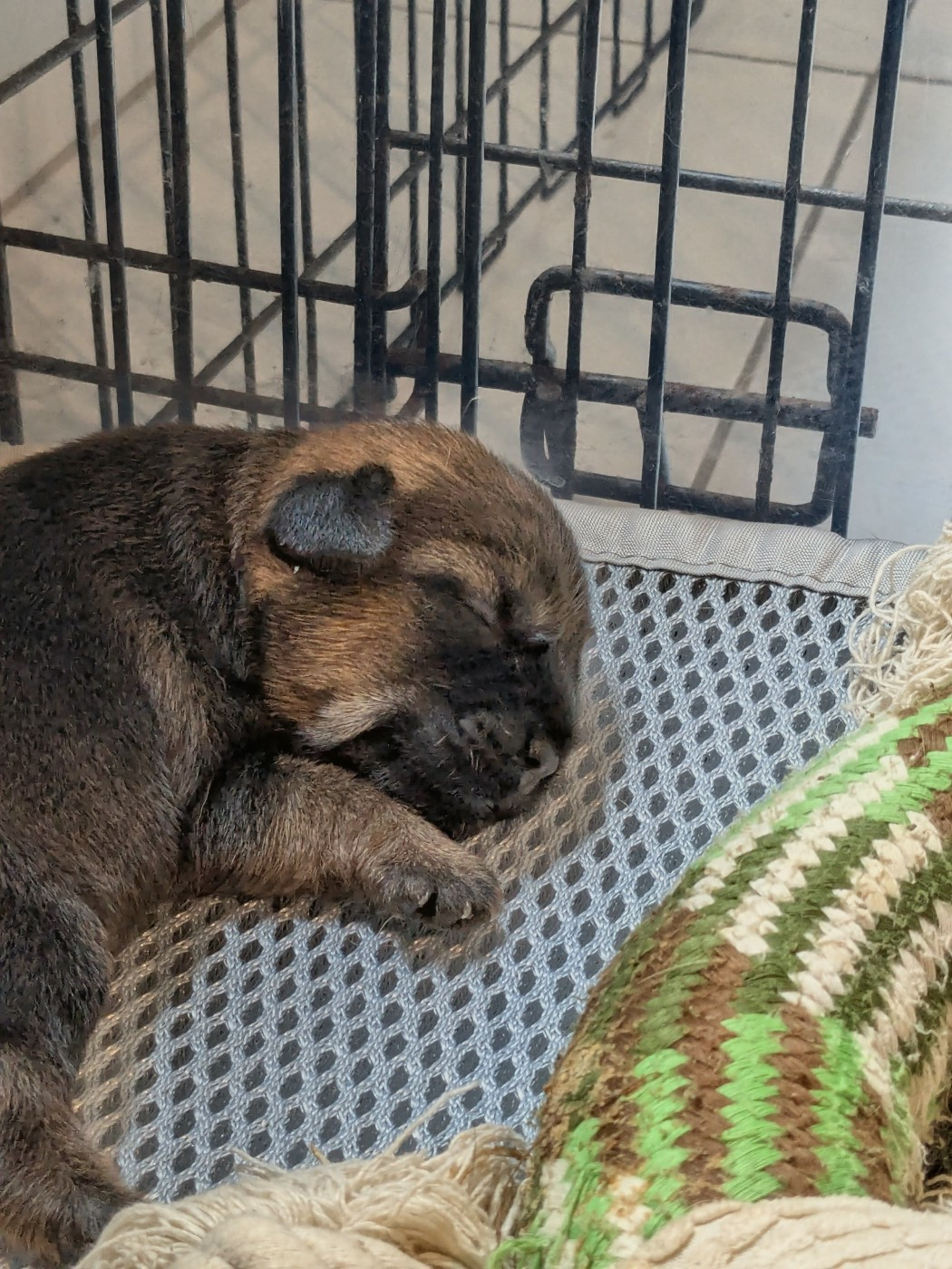 d'Hixa's Stories - Chiots disponibles - Border Terrier