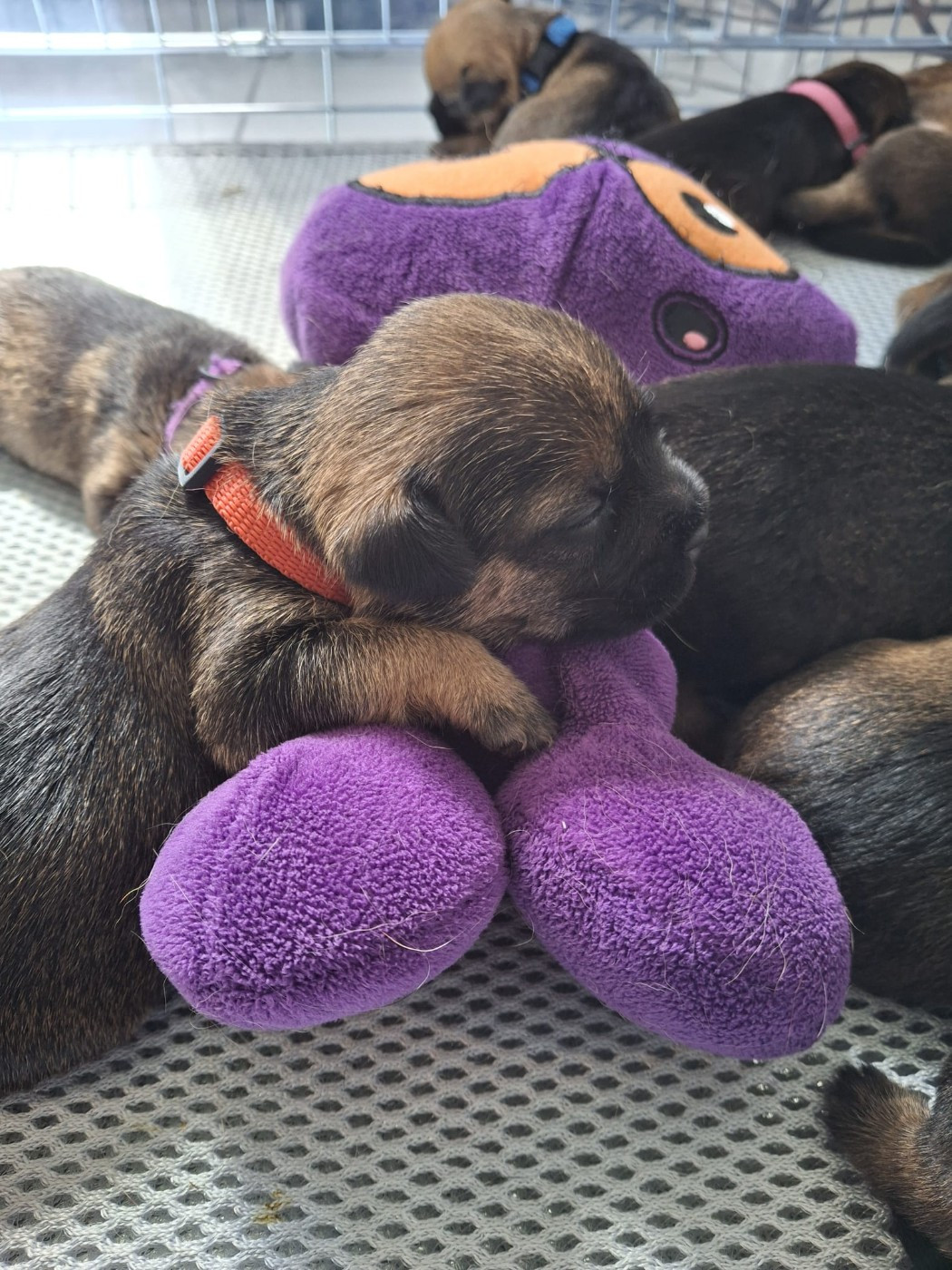 d'Hixa's Stories - Chiots disponibles - Border Terrier