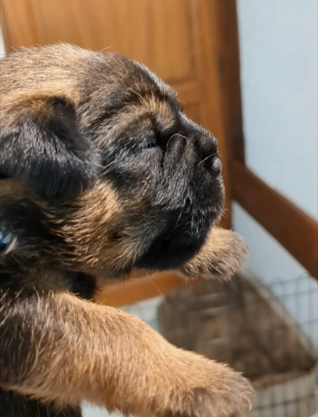 d'Hixa's Stories - Chiots disponibles - Border Terrier