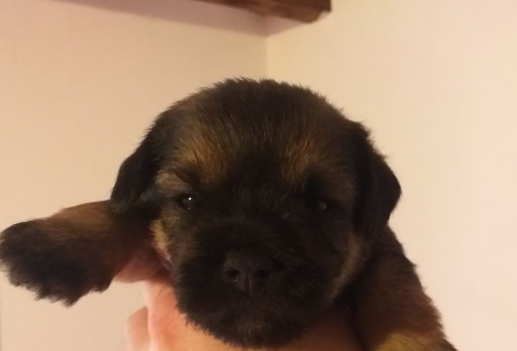 d'Hixa's Stories - Border Terrier - Portée née le 24/01/2020