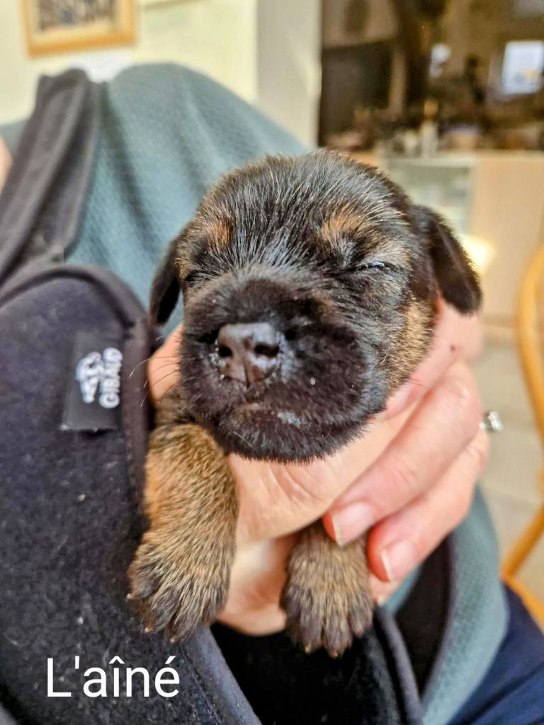 d'Hixa's Stories - Chiots disponibles - Border Terrier