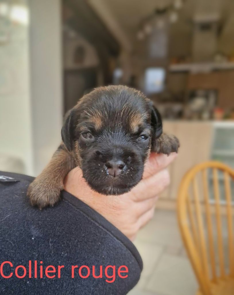 d'Hixa's Stories - Chiots disponibles - Border Terrier