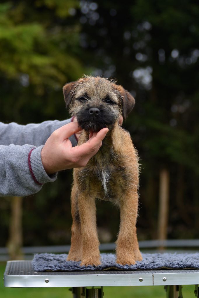 d'Hixa's Stories - Border Terrier - Portée née le 14/11/2017