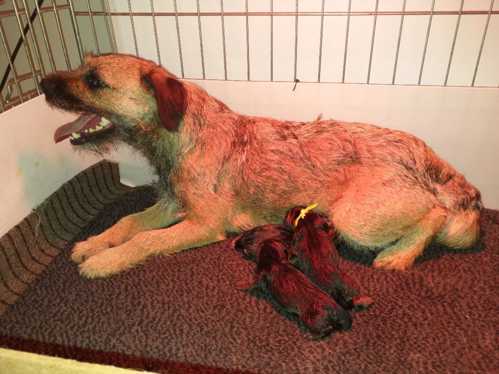 d'Hixa's Stories - Border Terrier - Portée née le 27/06/2020