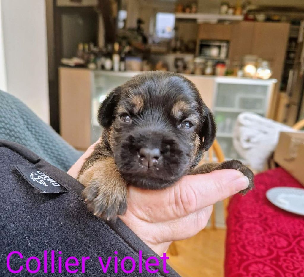 d'Hixa's Stories - Chiots disponibles - Border Terrier