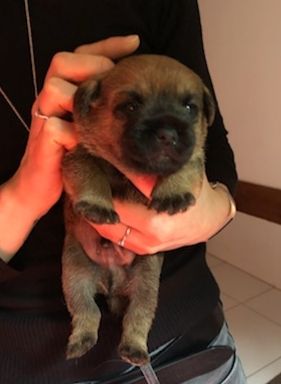 d'Hixa's Stories - Border Terrier - Portée née le 19/11/2019