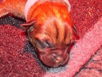 CHIOT