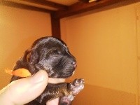CHIOT orange